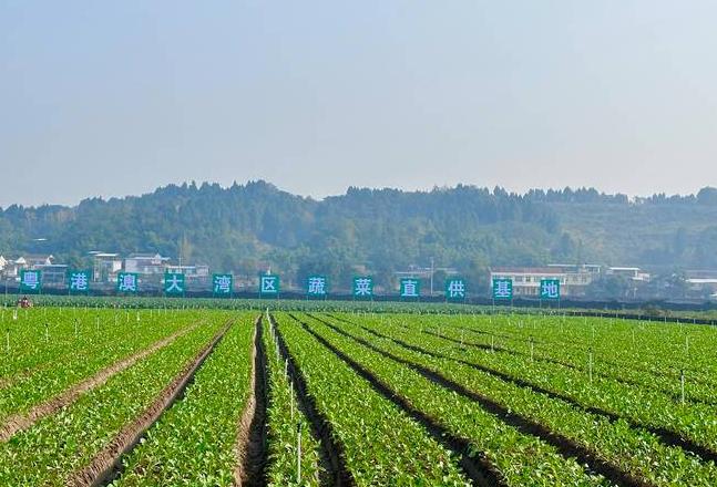 茄子苗批发购买指南：市场、在线平台及种植要点