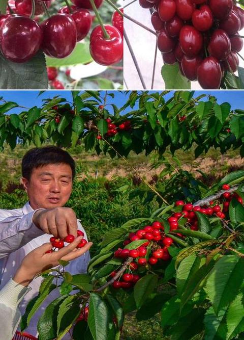 樱桃种植行距与品种及管理技巧解析