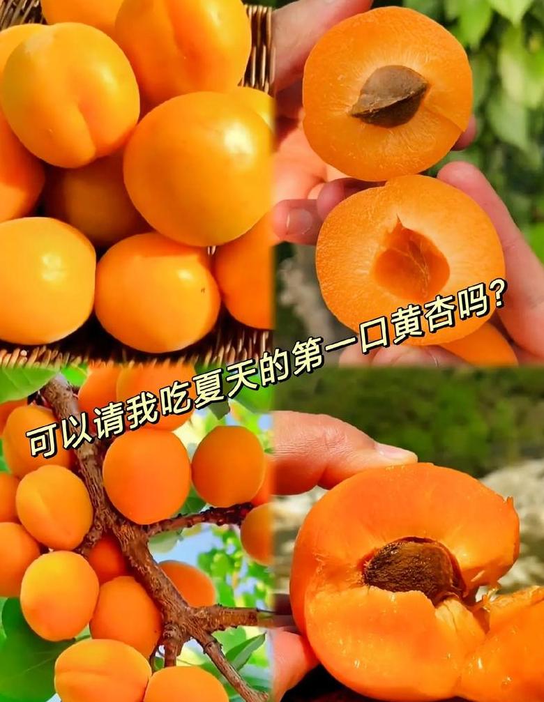 【营养榨汁秘籍：果汁搭配指南】