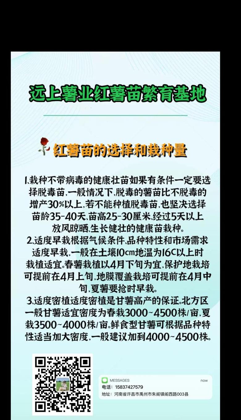 红薯育苗：一亩地产苗量解析与种植技巧