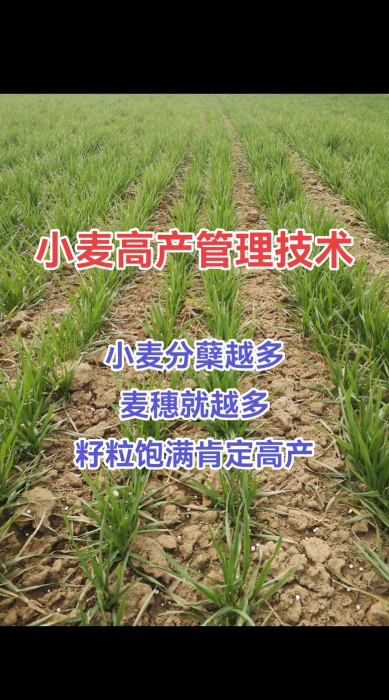 高产小麦品种盘点：精选高收益型品种推荐