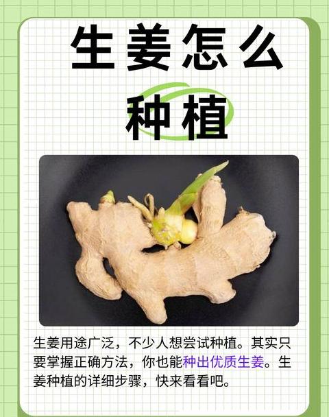 生姜种植技巧与时间指南