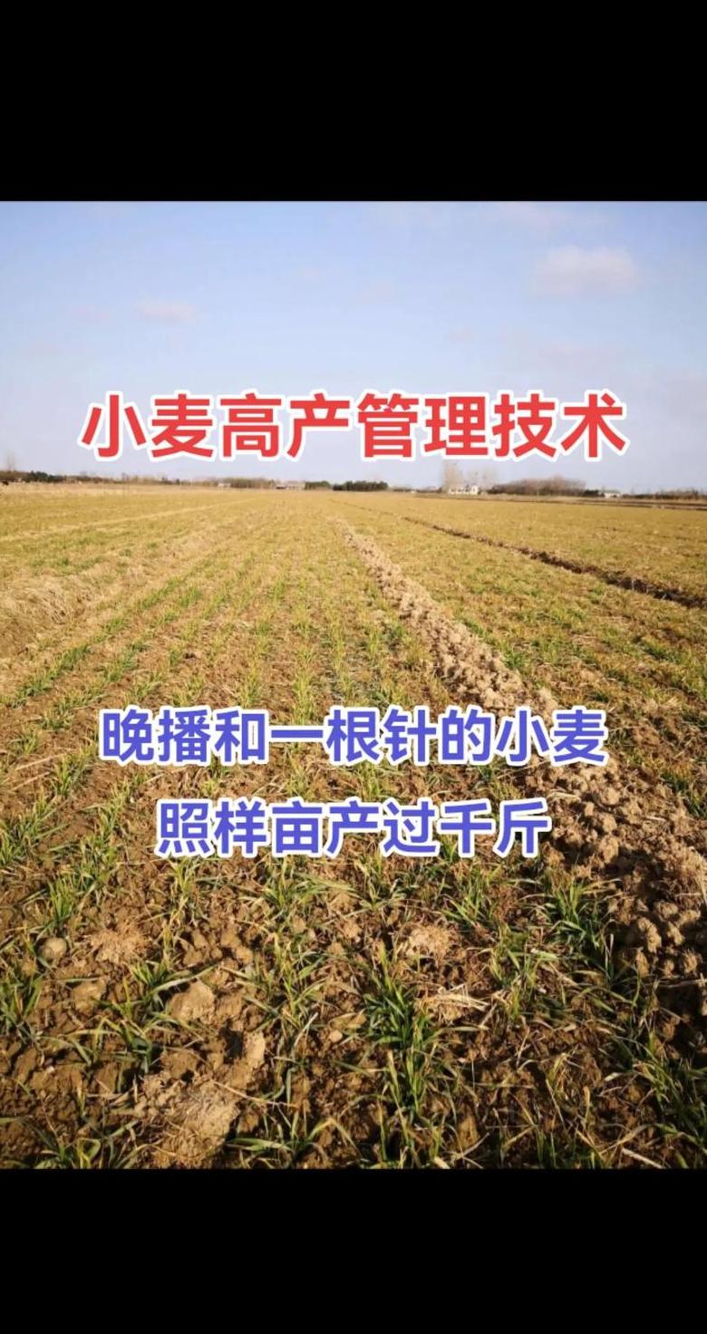 小麦中后期管理及高产种植技术全解析