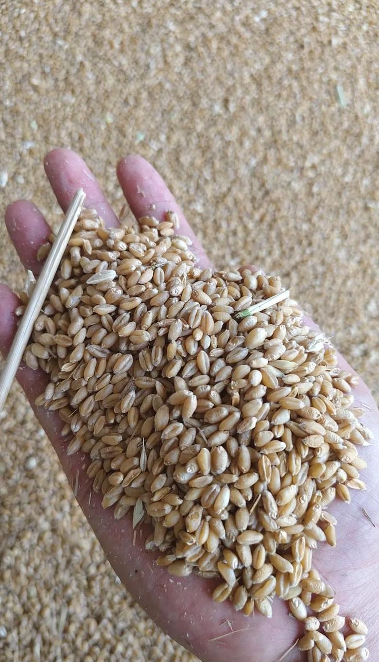 河南小麦收获最佳时间揭秘