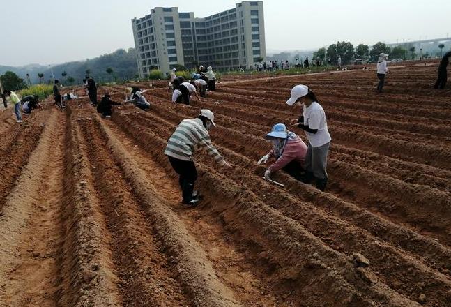 揭秘农田耕作层：土壤健康与农业可持续性的关键