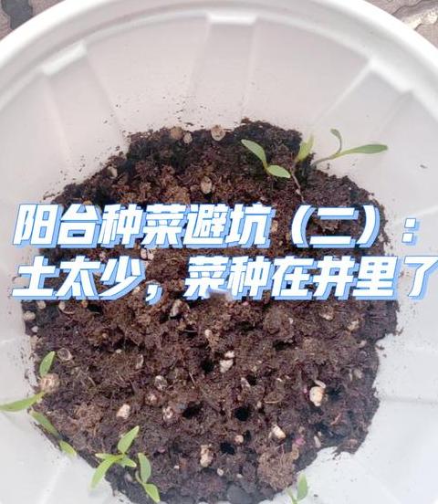 阳台种菜土壤选择指南