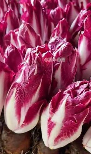染色的蔬菜有哪些