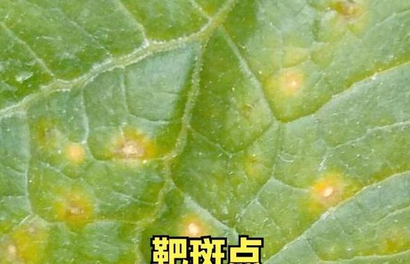 蔬菜叶子发黄快速补救方法