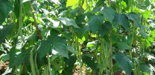 三四月种植指南：春季蔬菜与农作物推荐