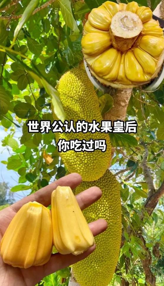 八大水果之王大盘点