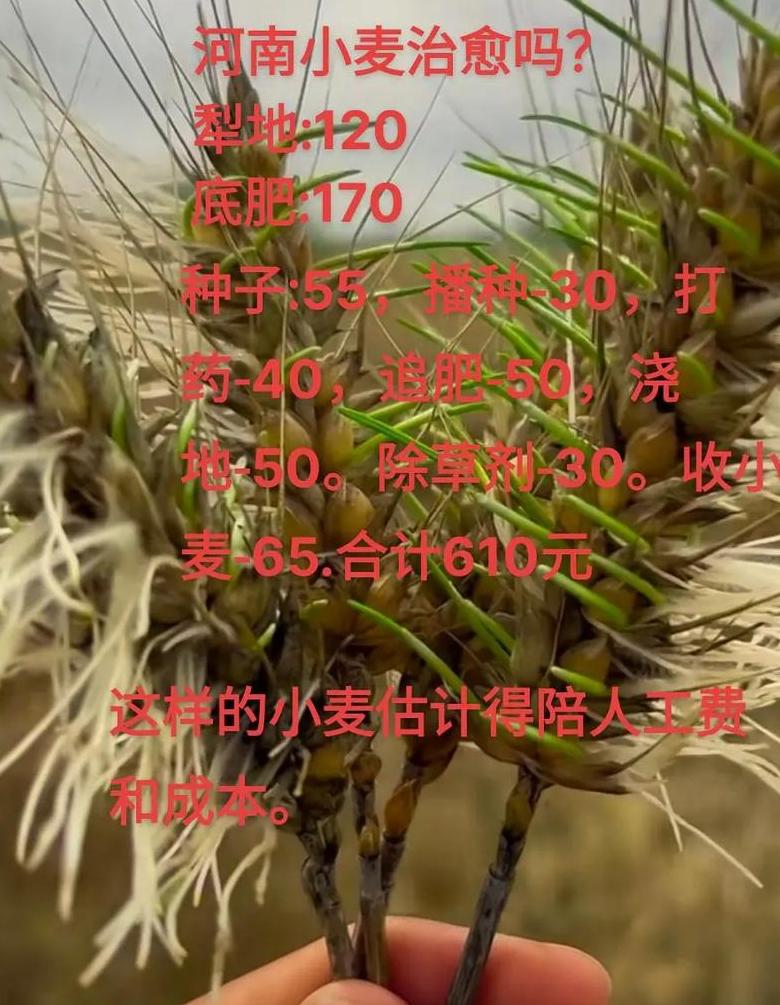 小麦施肥最佳配比及高产施肥技巧