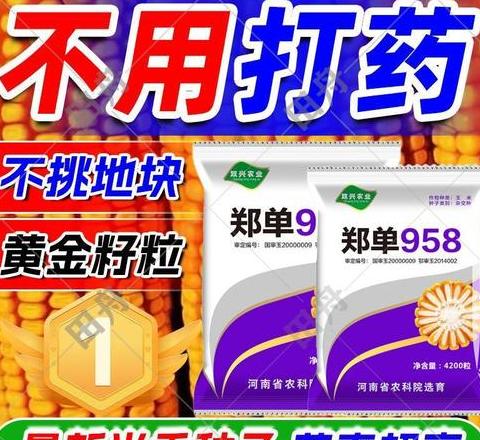 推荐抗旱高产玉米品种：精选5大品种介绍