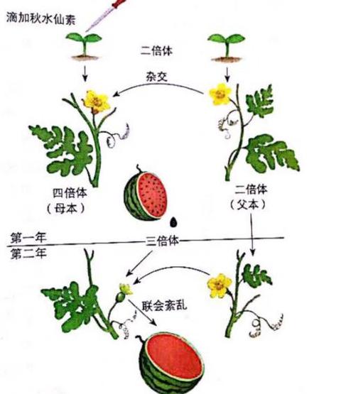 单倍体小麦育种过程的原理