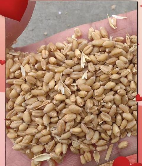 2023年小麦播种最佳时间及注意事项