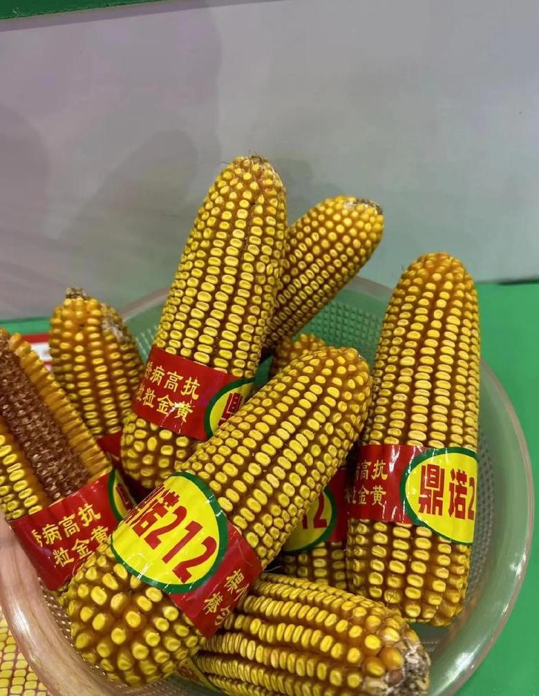 东科909玉米种子特性与种植要点详解