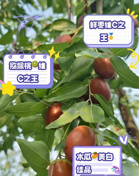 维c水果前十名