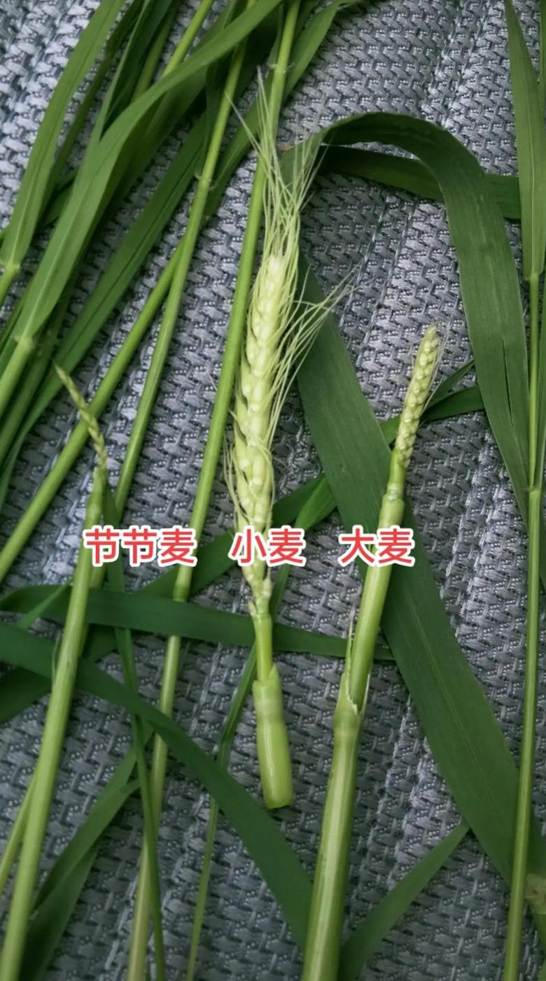 麦米种类与功效详解