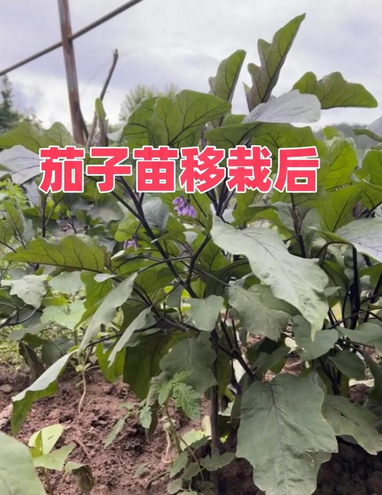 春季露天茄子种植时机与技巧