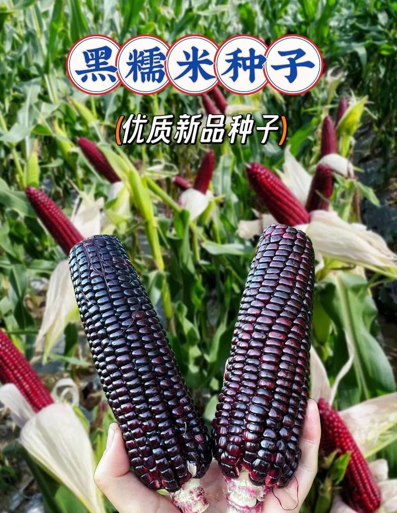 玉米种植最佳时间及品种选择指南