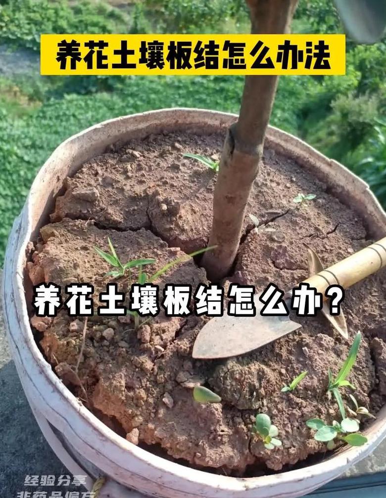土壤疏松技巧：告别板结，提升肥力