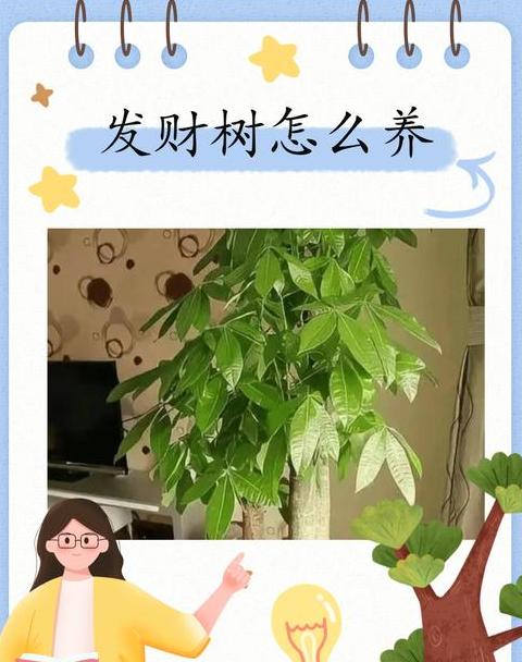 水培发财树盆栽怎么养