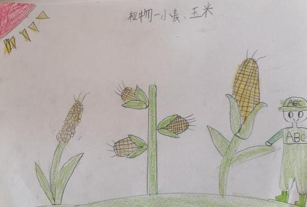 小麦和玉米能一起喂猪吗