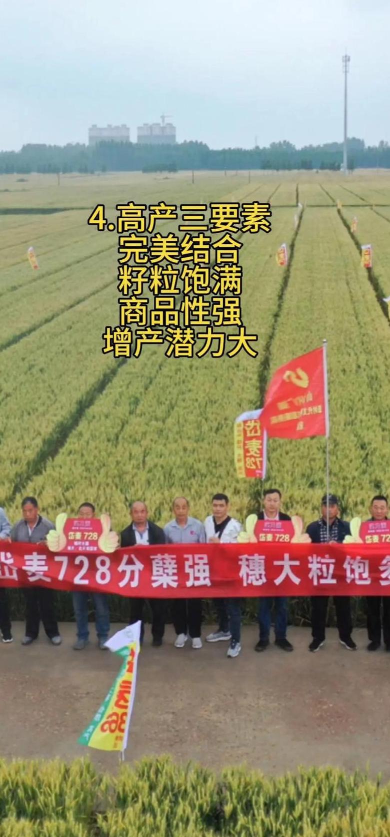 小麦播种一亩地多少斤最高产