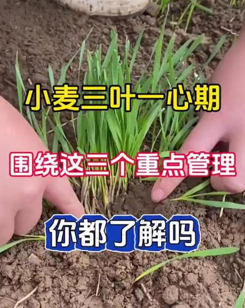 小麦高产三大技巧解析