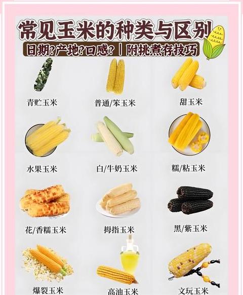 玉米生长周期与营养成分差异解析