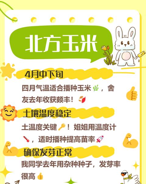 玉米种植最佳时间解析