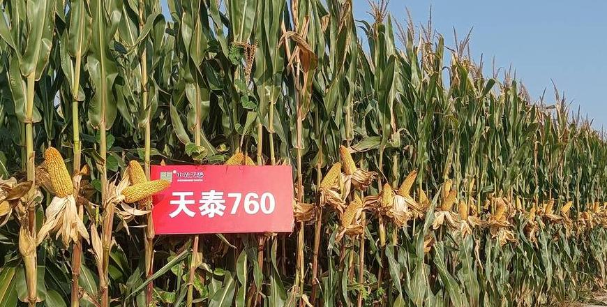 联达坤瑞522玉米品种
