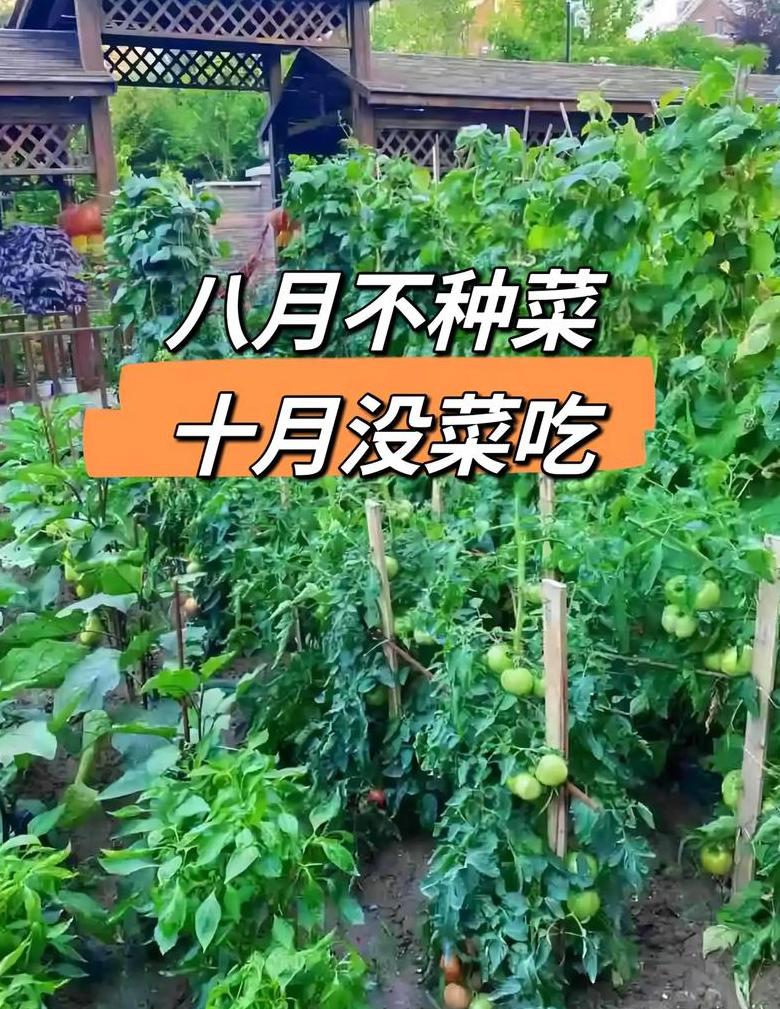 8月蔬菜种植指南：适宜品种与种植技巧