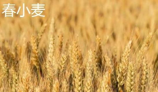 冬小麦与春小麦：种植差异大解析