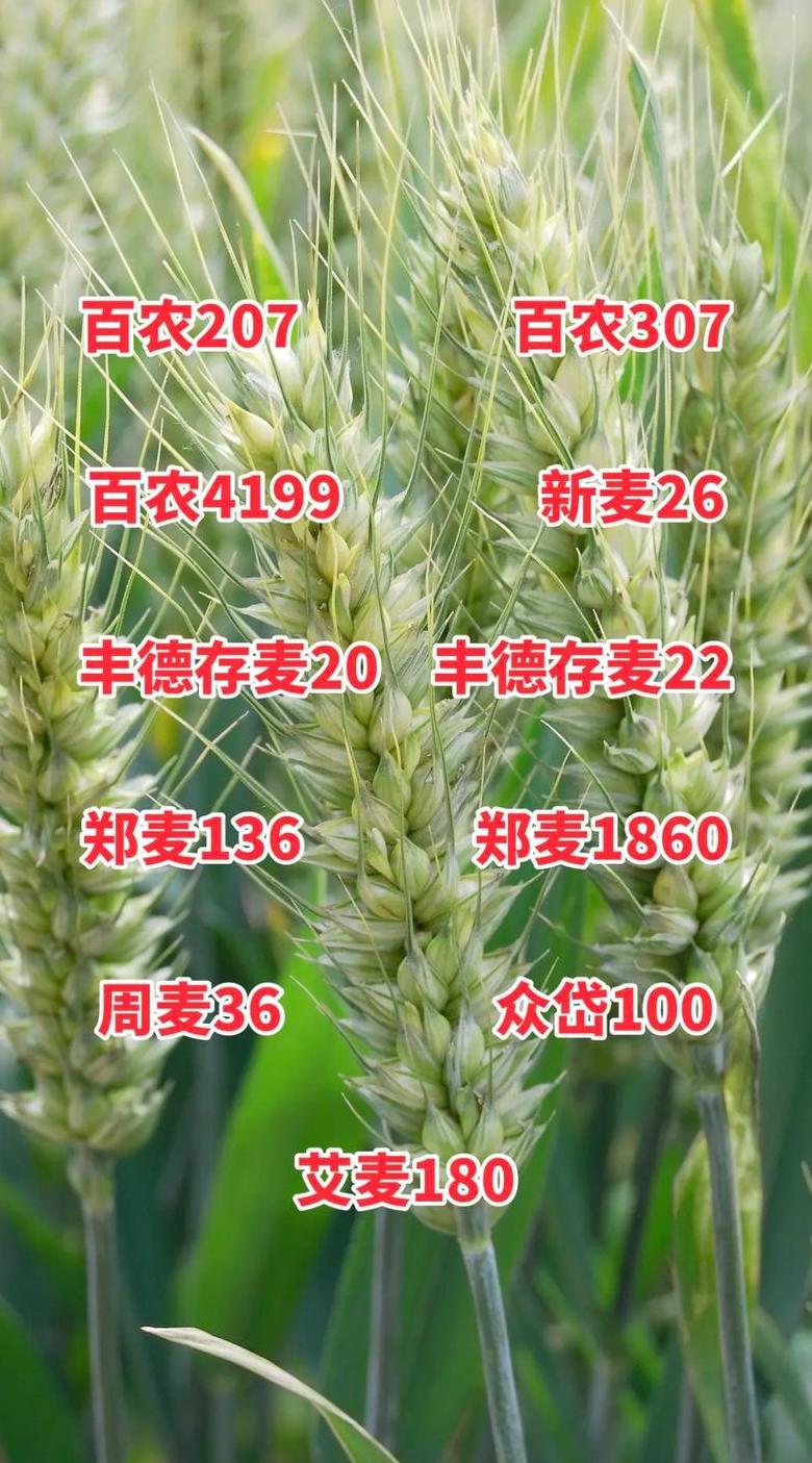 河北种植小麦推荐品种