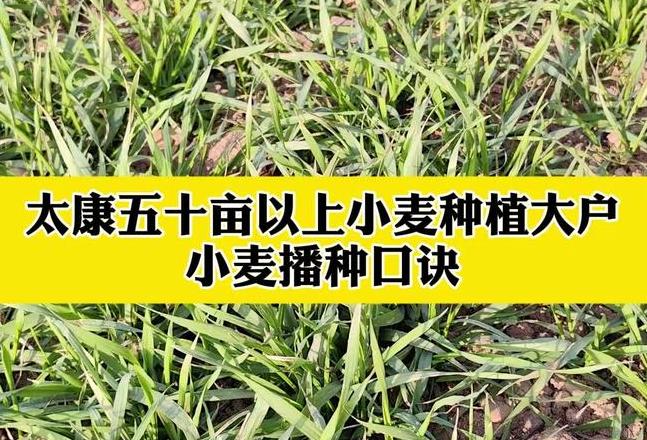 二十四节气小麦种植口诀揭秘