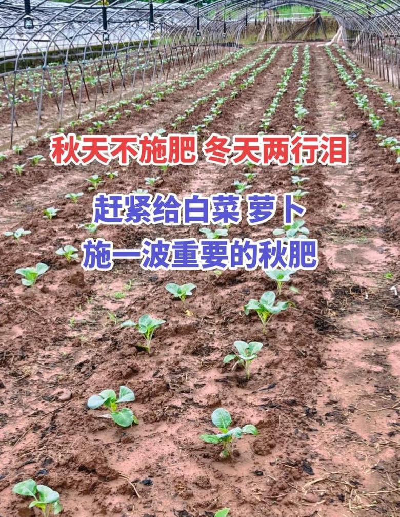 大白菜种植肥料选择与病虫害防治攻略