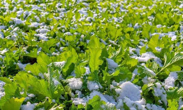 冬季时令蔬菜大盘点
