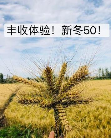 济麦44小麦新品种介绍：优势与种植要点