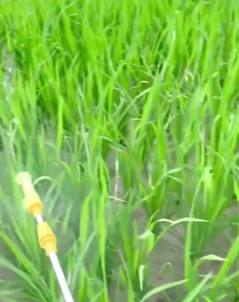 水稻分蘖是什么样子