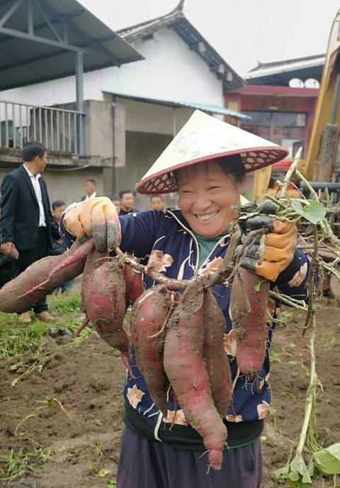 揭秘高产红薯：新品种助力亩产万斤种植技术全解析