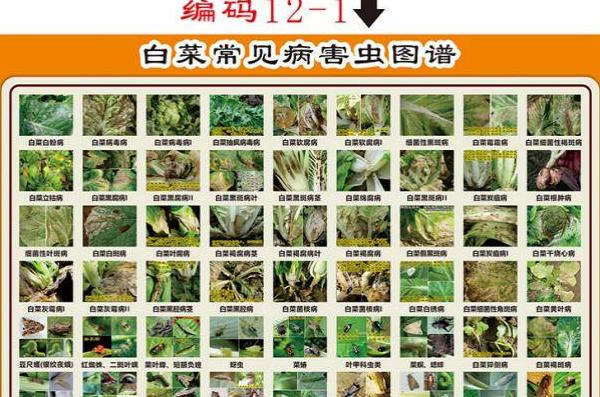 北方小麦南方水稻主导因素