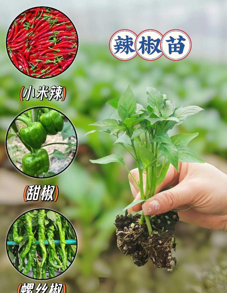 低芥酸菜籽苗营养食用指南