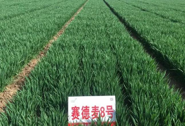 赛德麦5号与8号小麦品种解析及粮食生产规划
