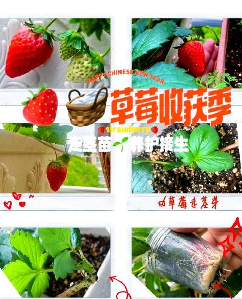 盆栽草莓施肥攻略：复合肥的正确使用方法