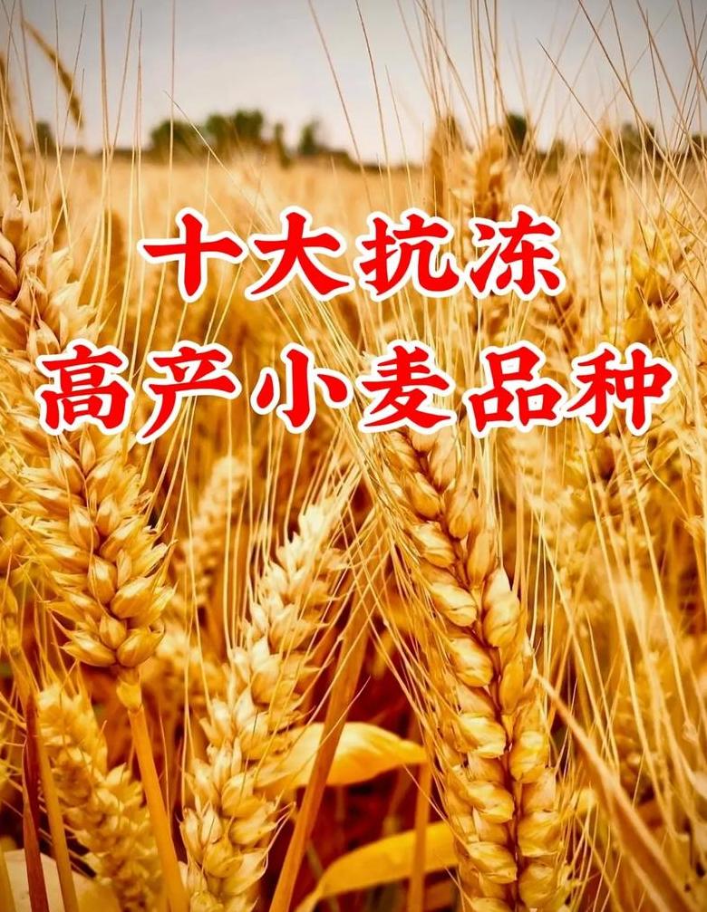 优质小麦品种推荐：十大高产品种解析