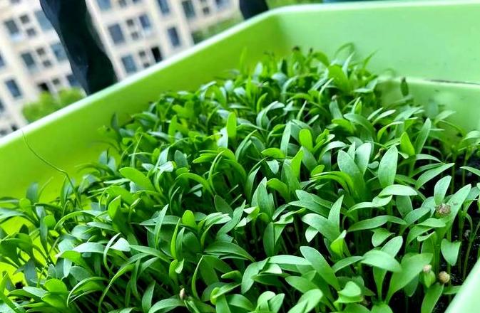 秋冬种植攻略：秋季冬季蔬菜品种大盘点