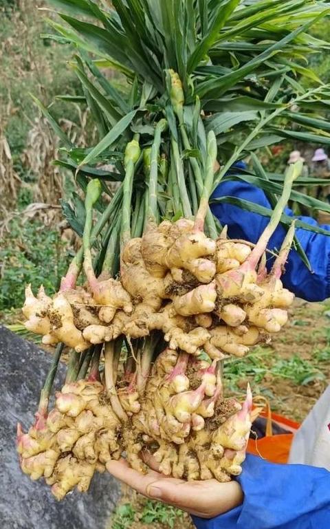 生姜可以套种什么蔬菜