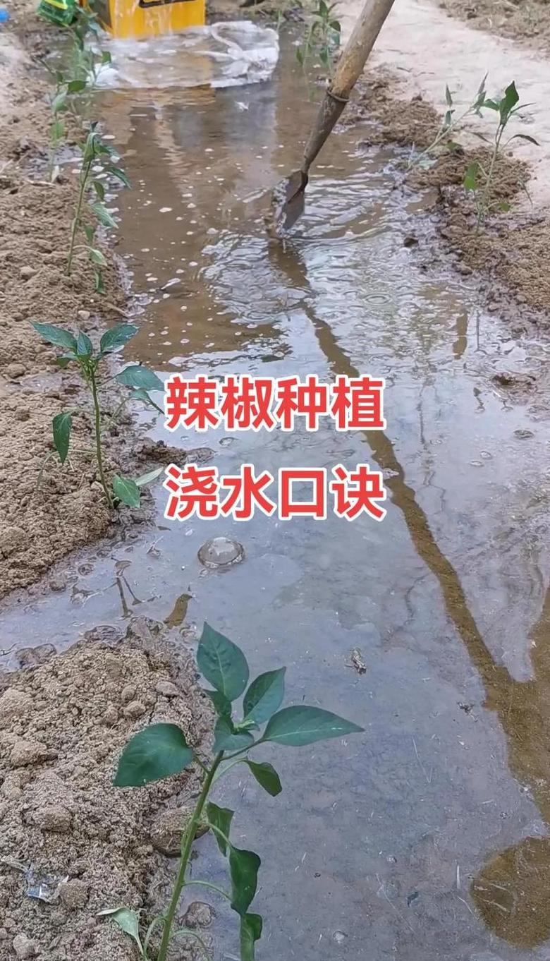 辣椒施肥最佳时机及方法全解析