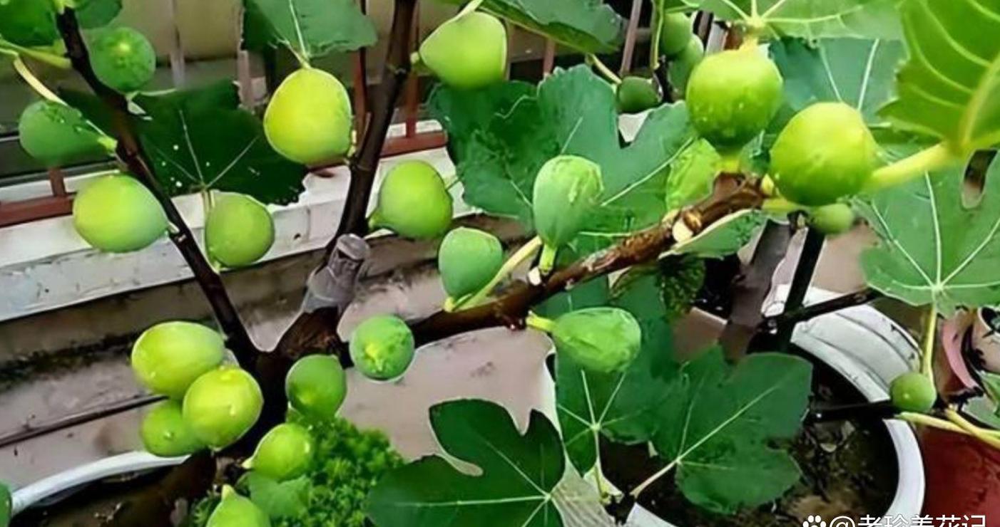 花盆种什么水果好养