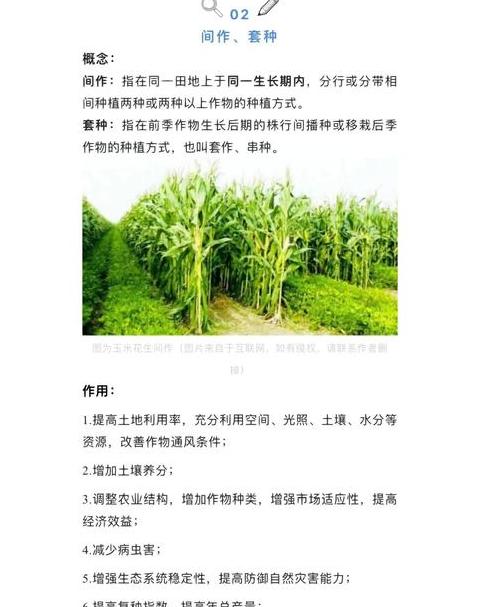 小麦种植与管理技巧全解析